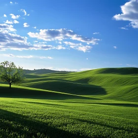 Lush Field Landscape with Blue Sky