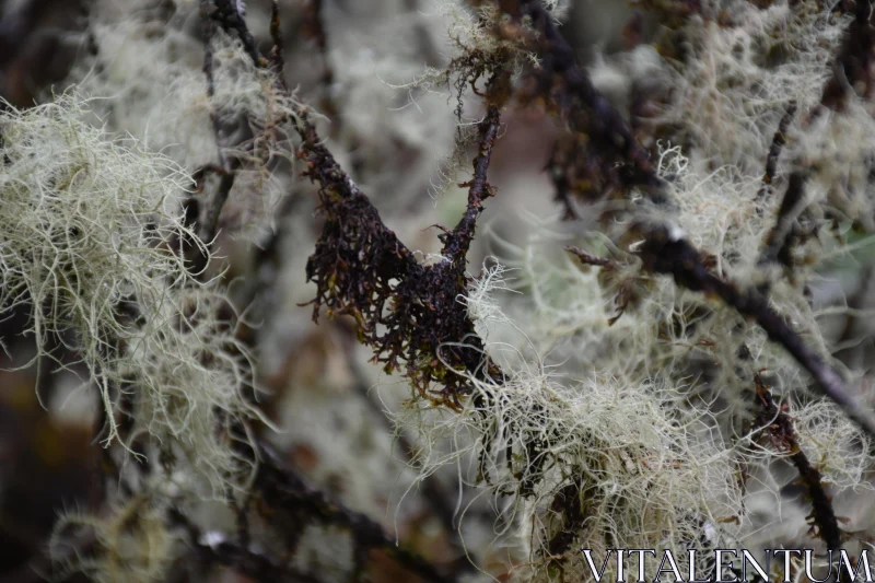 Close-Up of Natural Moss Texture Free Stock Photo