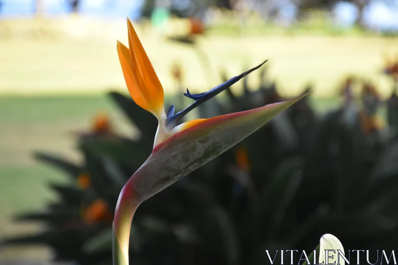 PHOTO Tropical Bird of Paradise Bloom