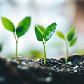 Fresh Seedling Growth Close-Up