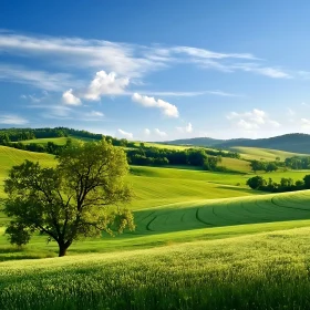 Idyllic Green Field Scenery