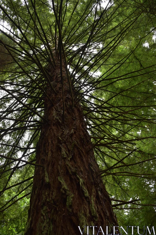 PHOTO Upward View of Towering Forest Tree