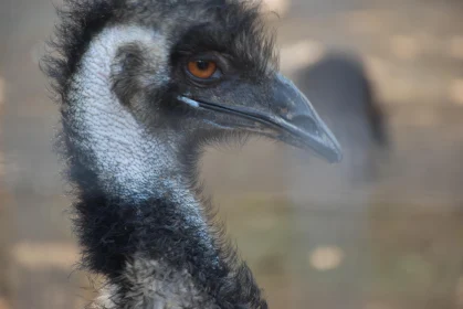 Intriguing Emu Close-Up