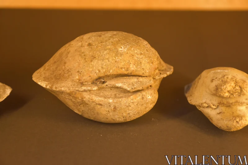 PHOTO Rock Formation with Clam-like Appearance