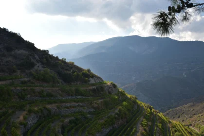 Majestic Terraced Hillside in Cyprus