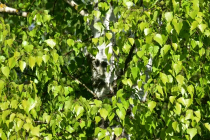 Birch Leaves and Tree Trunk