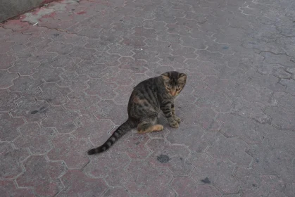 Pensive Cat on Bricked Pathway