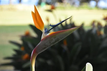 Tropical Bird of Paradise Bloom