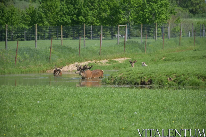 Peaceful Deer in a Lush Pasture Free Stock Photo