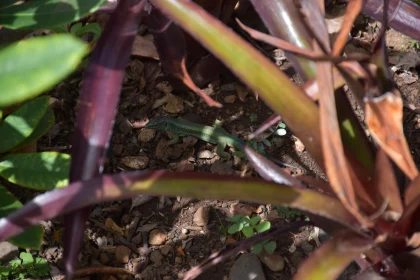 Lizard Among Plants