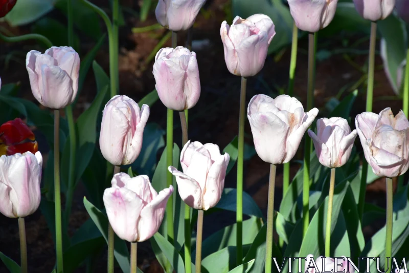 Sunlit Garden with White and Pink Tulips Free Stock Photo