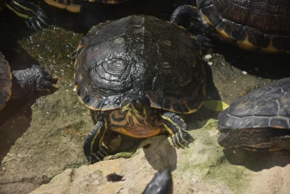 Sunlit Turtle on Rocky Surface