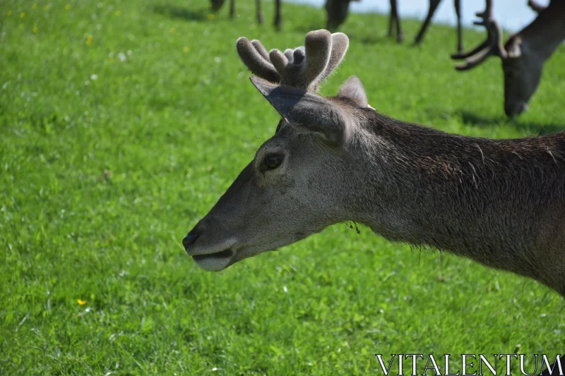 PHOTO Grazing Deer in Green Field