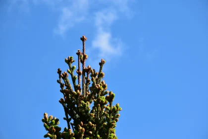 Majestic Tree and Sky