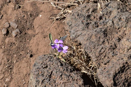 Vibrant Purple Bloom on Rugged Rocks