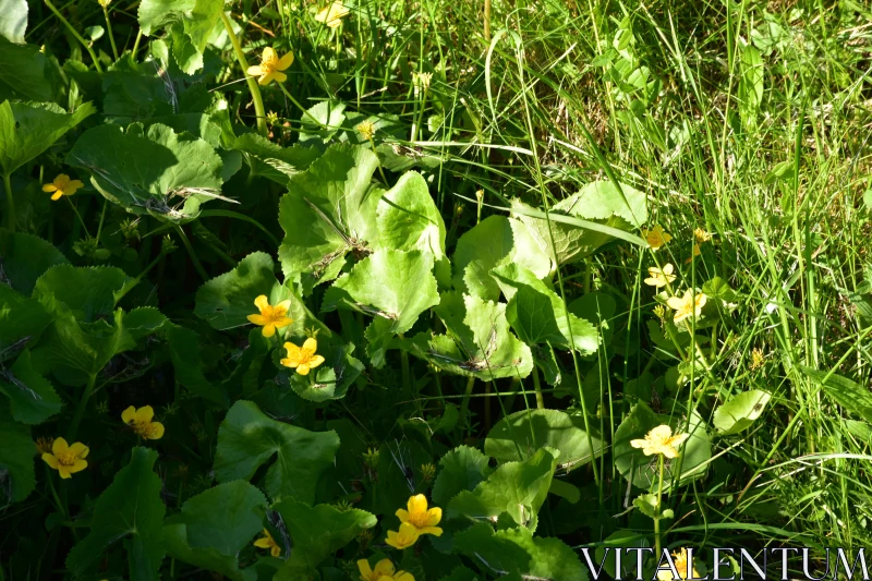 Green Leaves with Yellow Flowers Free Stock Photo