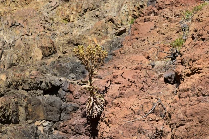 Lonely Plant on Rough Landscape