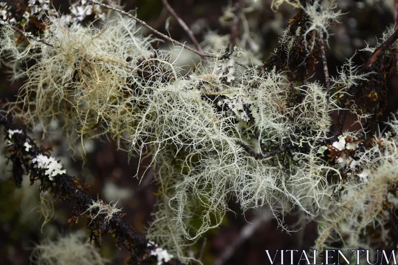 Lichen Close-Up on Mossy Branch Free Stock Photo