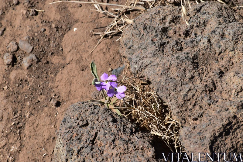 Vibrant Purple Bloom on Rugged Rocks Free Stock Photo