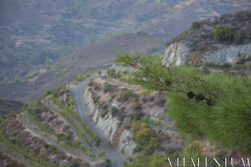 PHOTO Rugged Landscape and Pine Foliage