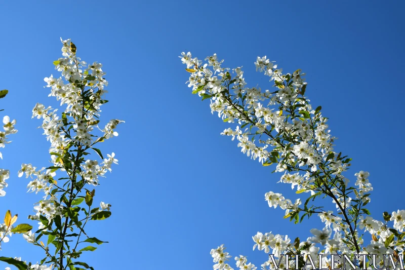 PHOTO Floral Elegance