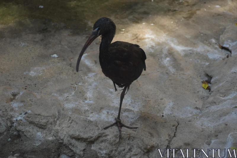 PHOTO Ibis Standing on Rocks