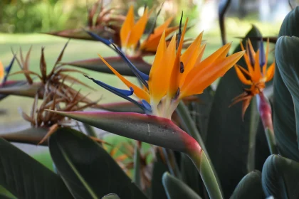 Tropical Bird of Paradise