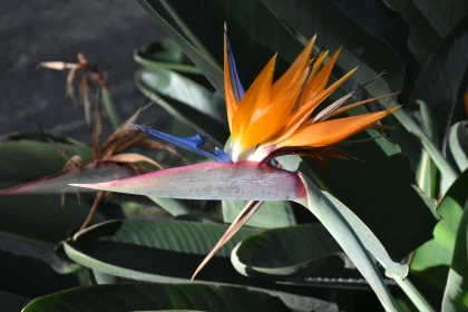 Tropical Bird-of-Paradise Blooms