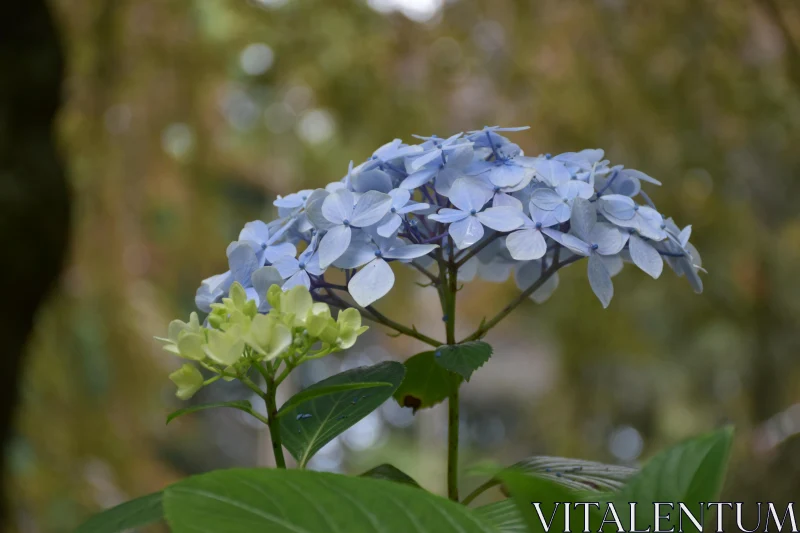 PHOTO Serene Hydrangea Flower