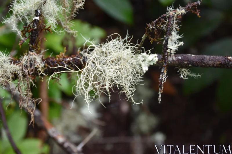 Lichen Patterns in Forested Setting Free Stock Photo