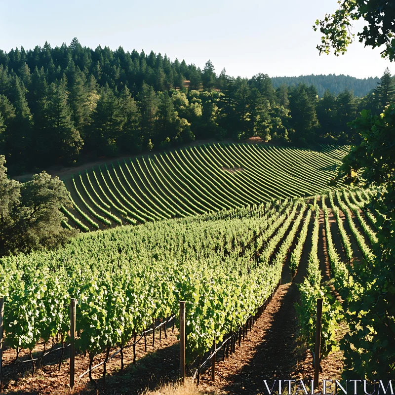 AI ART Rolling Vineyard Hills in Sunlight