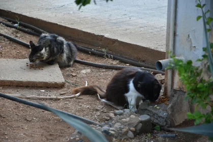 Urban Feline Dining Scene