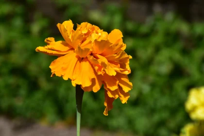 Elegant Orange Marigold Flower Free Stock Photo