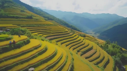 Golden Rice Fields Landscape