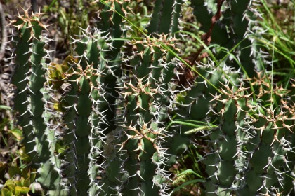 Spiky Desert Plants in Their Natural Habitat