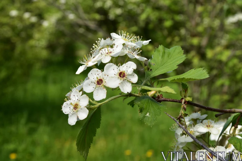 White Flower Cluster on a Green Background Free Stock Photo