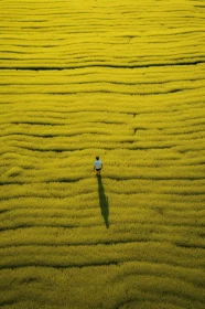 Man Walking Through Yellow Flower Field