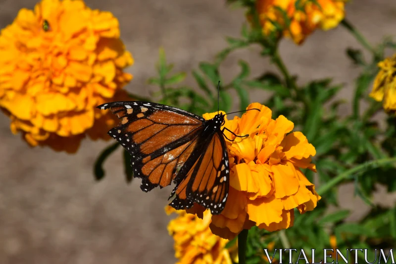 PHOTO Butterfly in Nature's Garden