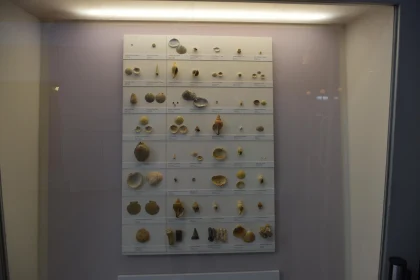 Diverse Seashell Display in Museum