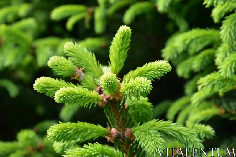 Evergreen Branches in Focus Free Stock Photo