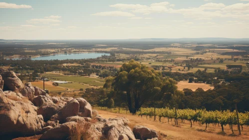 Captivating Vintage Landscape Photography: View from a Rock Overlooking a Vineyard