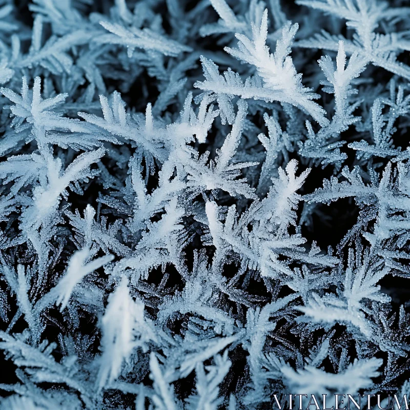 Delicate Ice Formations Resembling Ferns AI Image