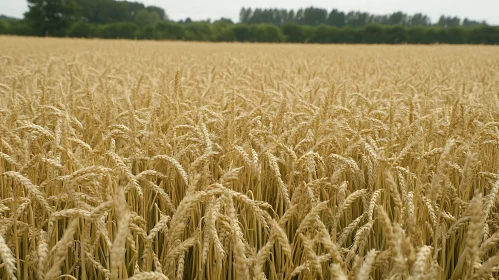 Ripe Wheat Field Landscape