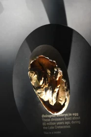 Prehistoric Embryo Sculpture