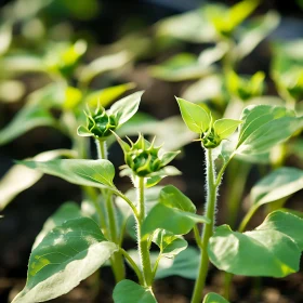 Green Sunflower Seedlings in Early Spring