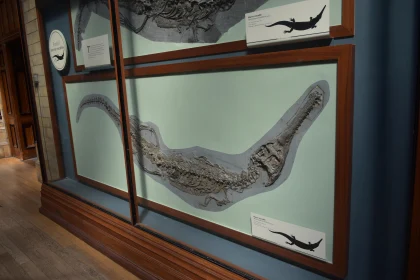 Ancient Reptile Skeleton Exhibit