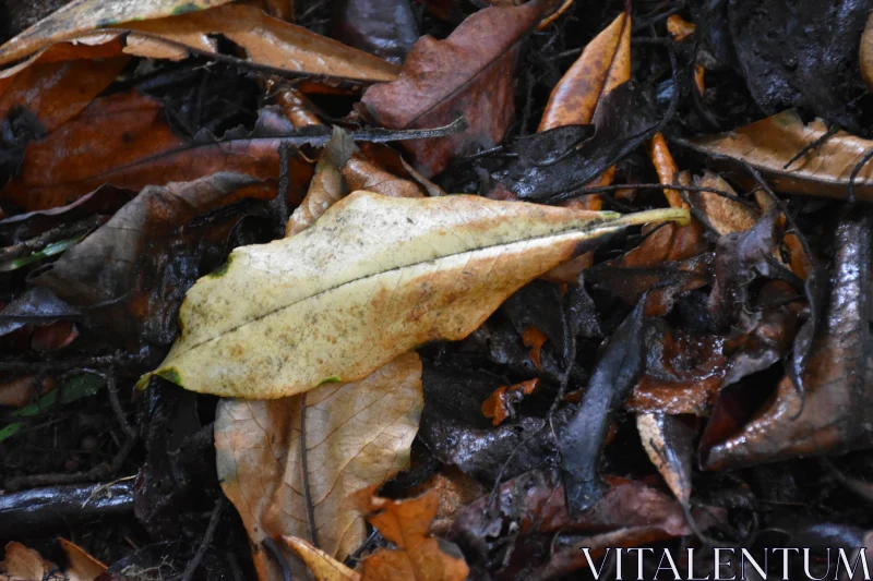 PHOTO Fallen Forest Leaves