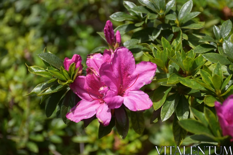 Vibrant Pink Azalea in Nature Free Stock Photo