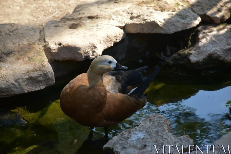 PHOTO Duck by Pond