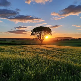 Sunset Field Landscape